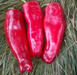 . Перец Рамиро красный
