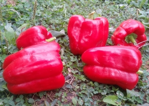 Семена перца сорта Сладкий Наполеон