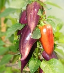 . Перец Violet Sparkle (Фиолетовая искорка)