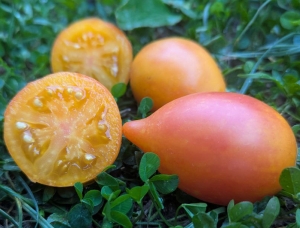 Семена сорта томата Персик каплевидный - Высокорослые сливовидно-овальные