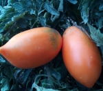 . Перцевидный оранжевый 