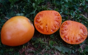 Семена томата сорта Перцевидный оранжевый  - длинноплодные