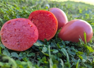 Семена томата сорта Подсиневские сердца минусинские - Гиганты сердцевидные