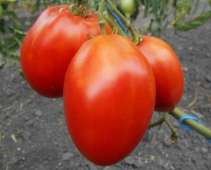 Семена томата сорта Подсинское чудо - Длинноплодные