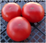 . Подснежник