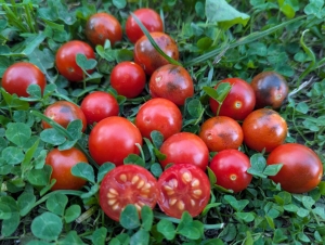 Семена томата сорта  Полночь - Среднерослые