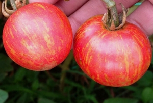 Семена томата сорта Striped Sweetheart (Полосатая милая) - Полосатые