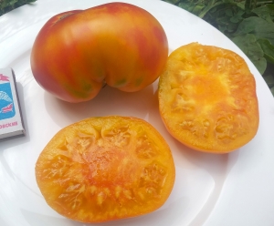 Семена томата сорта Striped Dwarf Typ A (Полосатый гном тип А) - Гномы