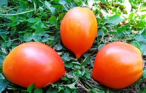 Семена томата сорта Marina's Praise-2 (Похвала Марины-2) - Высокорослые сливовидно-овальные