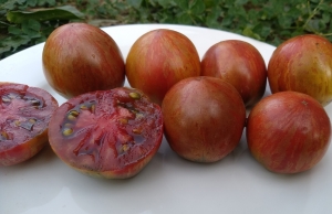 Семена сорта томата Orion's Belt (Пояс Ориона) - Гномы