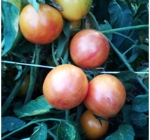 . Beauty Princess (Принцесса красоты) 