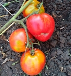 . Прозорливый колдун 