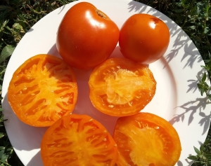 Семена томата сорта Просто Мария - Высокорослые округлые и плоско-округлые