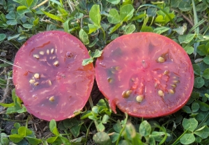 Семена томата сорта Purple Reign (Пурпурное царство) - Среднерослые