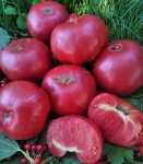 . Barnes Mountain Pink (Розовая гора Берни)