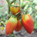 . Розовая сосулька