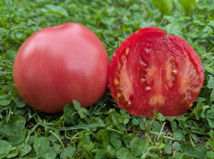 Семена томата Розовое сердце Краснодарское