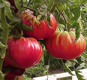 Семена томата сорта Розовый гигант - Гиганты розовые