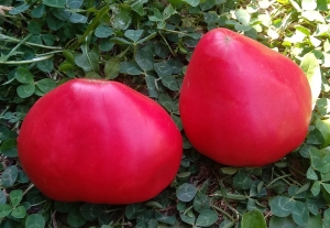 Семена томата сорта Розовый подарок - Гиганты сердцевидные