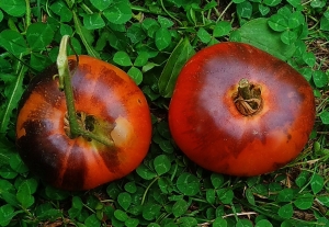 Семена томата сорта Pink Siberian Tiger (Розовый сибирский тигр) - Синие