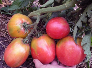 Семена томата сорта Розовый фламинго - Высокорослые сливовидно-овальные