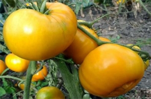 Семена томата сорта Рон Фрэнсис - Гиганты желтые и оранжевые