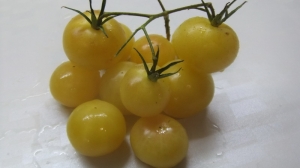 Семена томата сорта Роуз бьюти - Высокорослые округлые и плоско-округлые