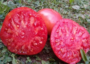 Семена сорта томата Румяные - Низкорослые крупноплодные 