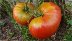 Семена томата сорта Русский размер красный - Супер - гиганты