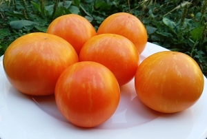 Семена томата сорта Рыжастик Нибиру - Среднерослые