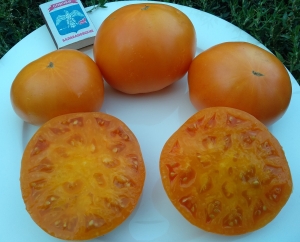 Семена томата сорта Саяногорский великан оранжевый - желтые оранжевые гиганты