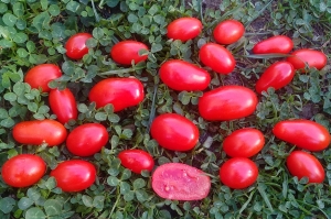 Семена томата сорта Свител - Высокорослые «черри» 