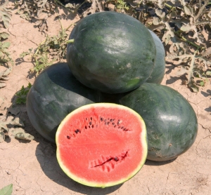 Семена арбуза сорта Северное сияние