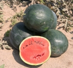 . Арбуз Северное сияние