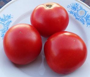 Семена томата сорта Семира - Карликовые и штамбовые