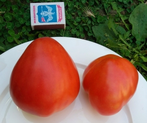 Семена сорта томата Anna Maria's Heart - Низкорослые крупноплодные