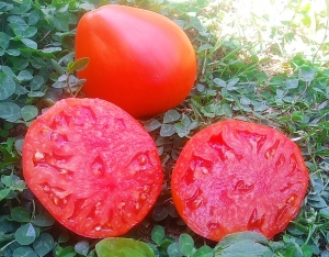 Семена томата сорта Lescana Heart (Сердце Лескана) - Гиганты сердцевидные