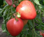 . Сердце Америки