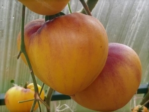 Семена томата сорта Sgt. Peppers Yellow (Сержант Пеппер жёлтый) - Синие