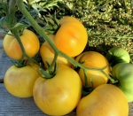 . Sgt. Peppers Yellow (Сержант Пеппер жёлтый)