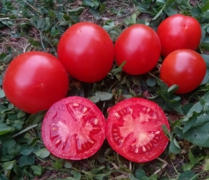 Семена томата сорта Сибирячка Тося - Карликовые и штамбовые