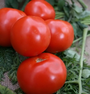 Семена сорта томата Сибирячок - Карликовые и штамбовые сорта