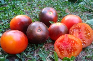 Семена томата сорта Ananas blue (Синий ананас) - Синие томаты