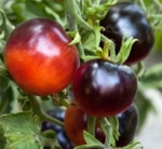 . Blue Streak (Синяя полоса)