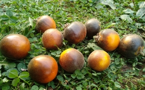 Семена томата сорта Elma Blue (Синяя Эльма) - Бархатные томато-персики