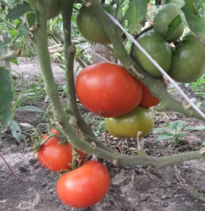 Семена сорта томата Scoresby Dwarf (Гном Скорсби) - Низкорослые кустовые 