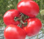 . Славянский розовый