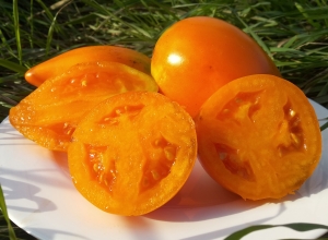 Семена сорта томата Сливка гигантская желтая - Высокорослые сливовидно-овальные