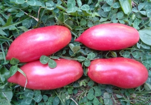 Семена томата сорта Сливка Гурман розовый (Slivka Gurman pink) - Длинноплодные томаты