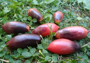 Семена томата сорта Сливка Гурман (Slivka Gurman) - Длинноплодные томаты